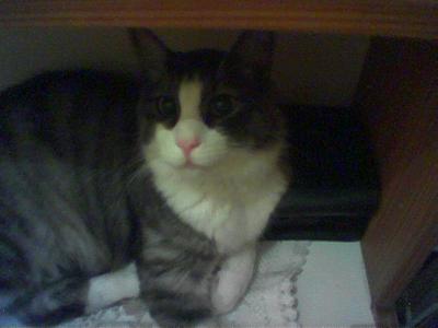 u44/antonio2004/medium/28779534.Foto11.jpg