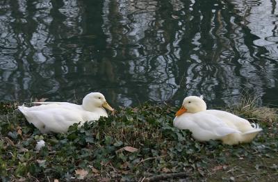 at_the_park