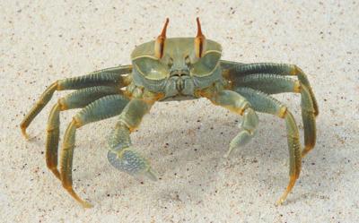 diego crab.jpg