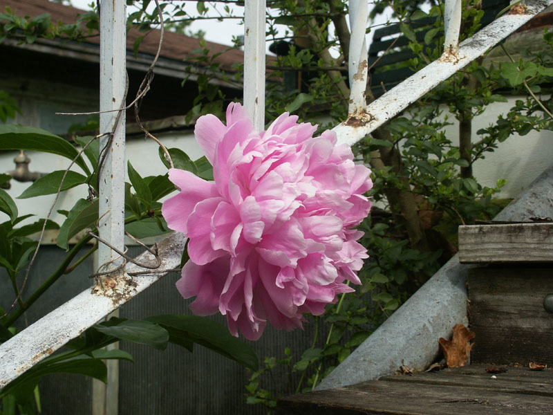 flower5.jpg