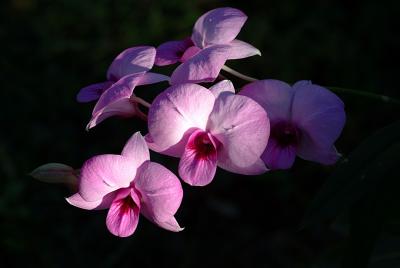 orchid against blackweb.jpg