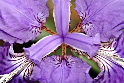 purple iris copy.jpg