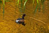 small diving duck copy3 copy.jpg