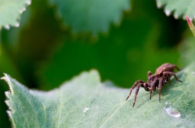 Spider on a Lady's Mantle Leaf .