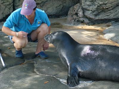 Endangered Monk Seal