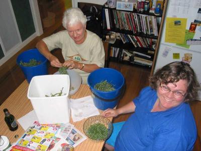 we picked 3 buckets of grapes