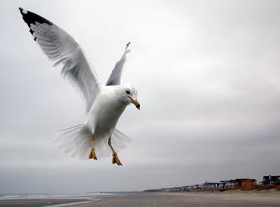 Isle of palms  SC ..seagull