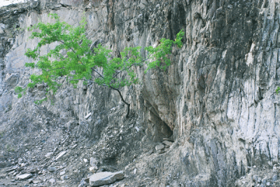 u44/azoutdoors/medium/28556370.clifftree_3623.jpg