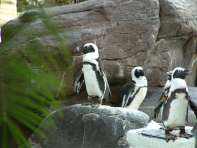 Hawaiian Penguins