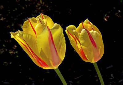 2yellowtulipsDSC00121.jpg