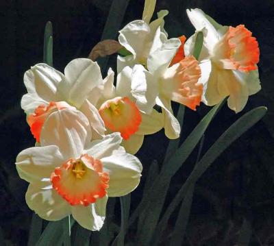 blossomsDSC00065.jpg
