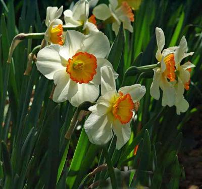 blossomssideDSC00045.jpg