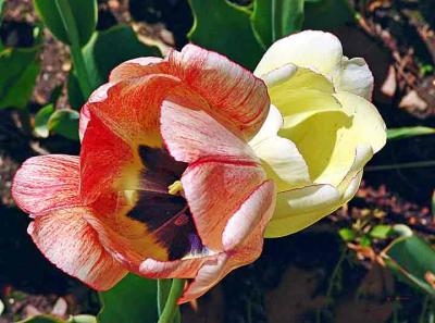 2tulipsDSC00164.jpg