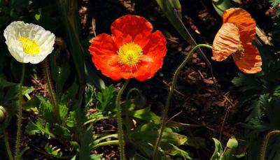 3flowerarrayDSC00424.jpg