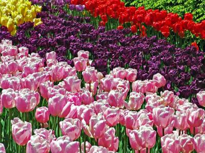 tulipcollageDSC00523.jpg