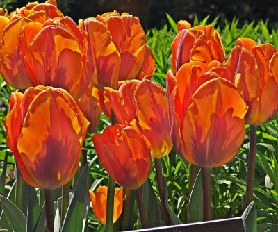 orangearrayDSC00442.jpg