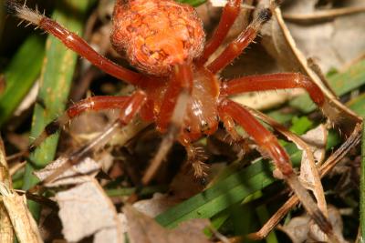 orange_spider