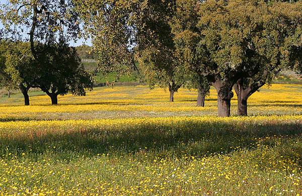 near Portalegre