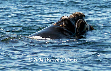 Right Whale_3953.jpg