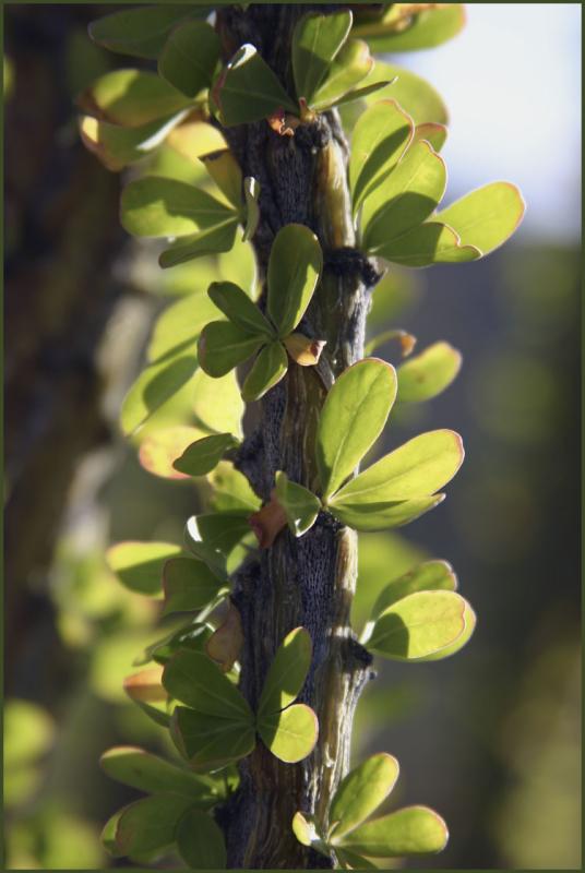 Ocotillo Close-up