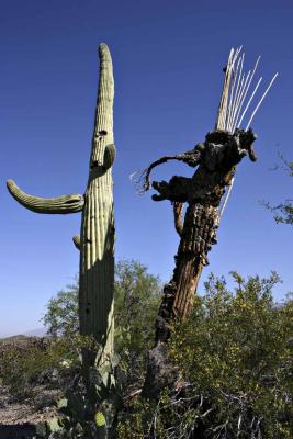 Life and Death of a Saguaro