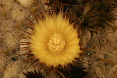 Golden Barrel Cactus Flower