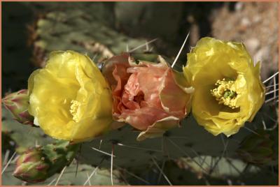 Prickly Pear Threesome