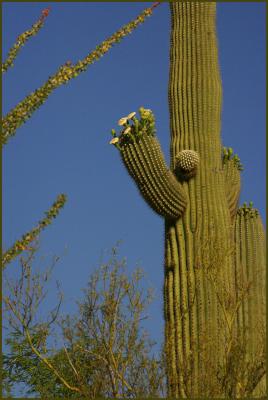 u44/bearpaw/medium/28524936.saguaro_blossoms2.jpg