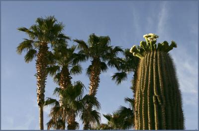 u44/bearpaw/medium/28744556.palms_saguaro.jpg