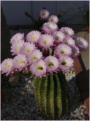 19 Blossoms on an Easter Cactus!