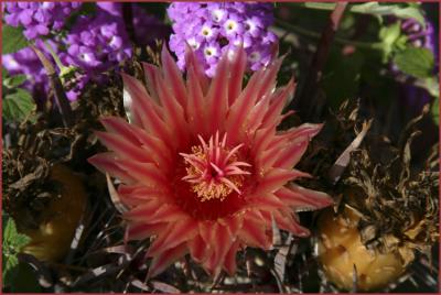 Fishhook Barrel Cactus Flower