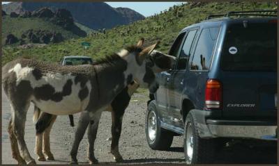 Oatman Wild Burros