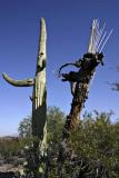 Life and Death of a Saguaro