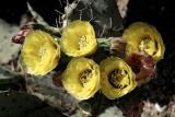 A Cluster of Prickly Pear Blossoms