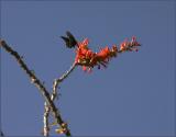 The Butterfly and the Ocotillo