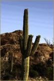 Giant Saguaro in Bloom