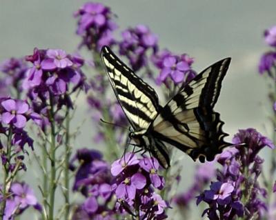 butterflies-love-purple-flo.jpg