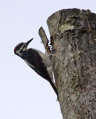 The woodpecker returns to its nest at dusk.  Loud squell of the little ones can be heard as the parent approaches,