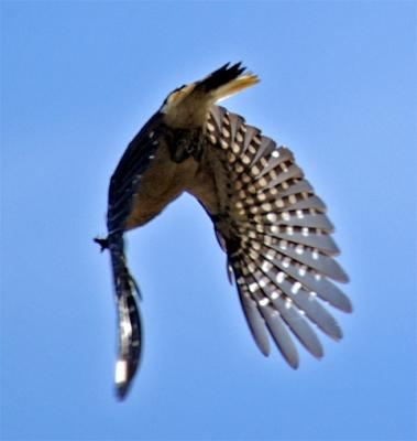 Nuttalls woodpecker is flight.