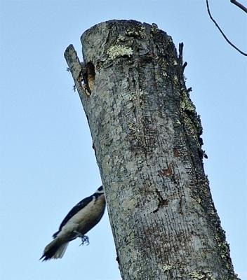 Woodpeckers move fast.  This one heads down from a higher branch towards the nest.