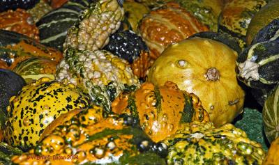 Gourds of Gold
