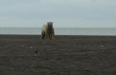 Polar Bears at Point Barrow