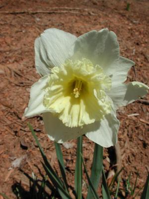 Farm Flowers
