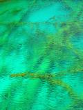 Underwater plants in the Colorful Sea 2