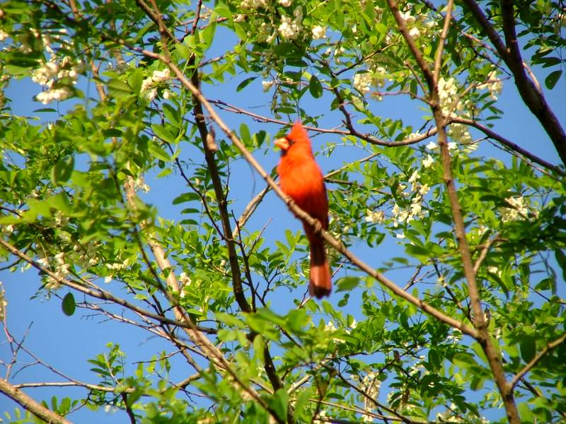 Cardinal