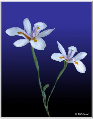 DSCN3775 African Iris 1 blue.jpg