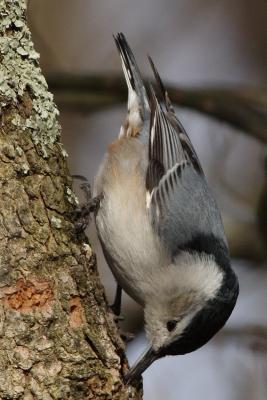 white-breasted nuthatch 011.jpg