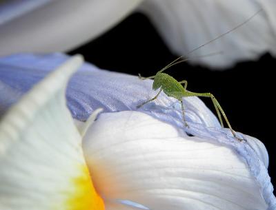 Iris_bug1a.jpg