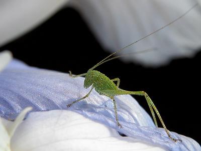 Iris_bug1a_crop.jpg