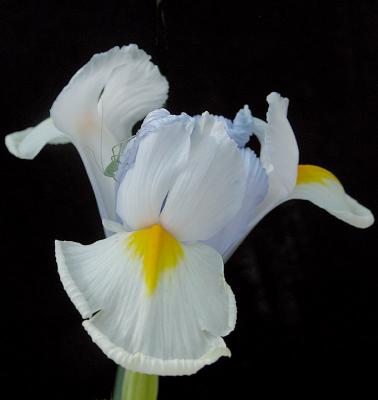 bug_on_iris_for_scale.jpg
